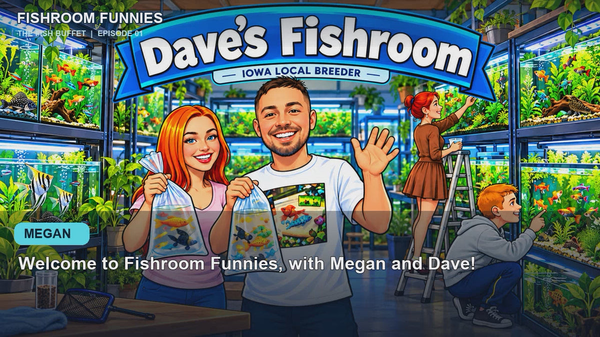Megan and Dave in Episode 1 of Fishroom Funnies, The Fish Buffet