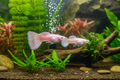 Pingu Pink Guppy (Pair)