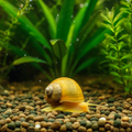 Gold Mystery Snail